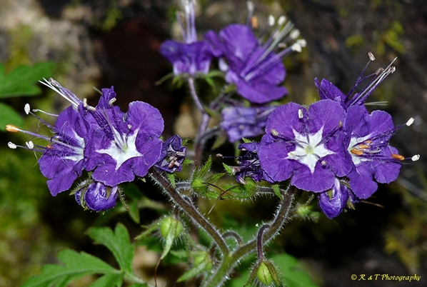 {Phacelia bipinnatifida}